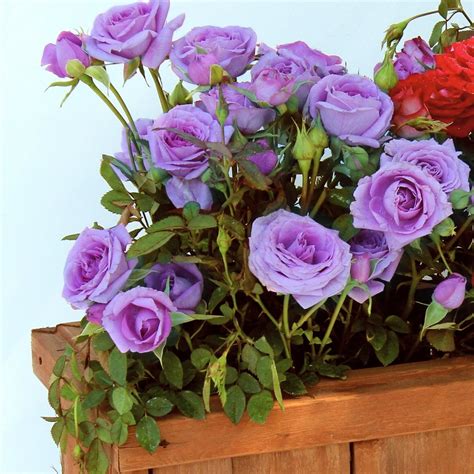 Cottage Farms Direct Perennials Vis Violet Mini Rose