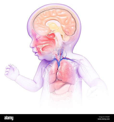 Testa Di Babys E Anatomia Del Torace Immagini Senza Sfondo E Foto Stock