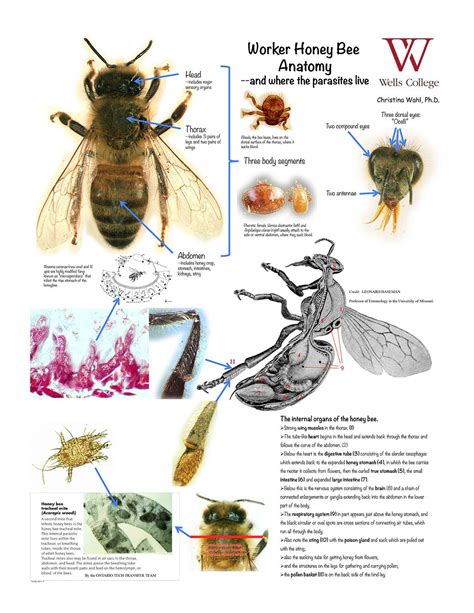 Parts Of A Worker Bee