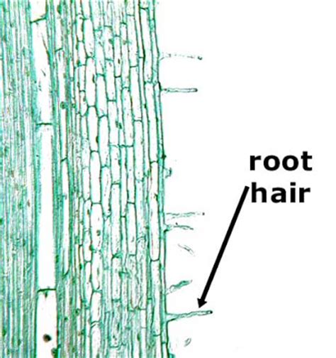 While one root hair cell is doing its job, new root hair cells are continually being formed at the tip of the root. BIOLOGY ORDINARY LEVEL NOTES: CELL SPECIALISATION