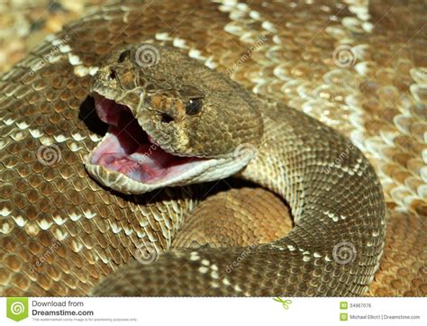 Horses generally receive bites on the muzzle, and cattle on their tongues and muzzles. Rattlesnake Bite stock photo. Image of open, rocky, buckskinman - 34967076