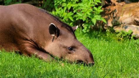 He knows the area extremely well. 6 Extremely Rare National Animals | Mental Floss