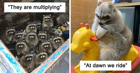 This Online Group Shares The Funniest Raccoon Photos