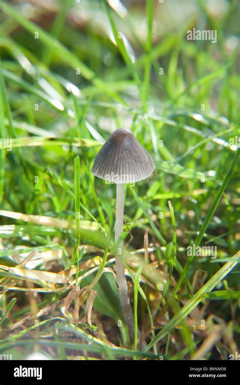 Magic Mushroom Psilocybe Semilanceata También Conocida Como Liberty