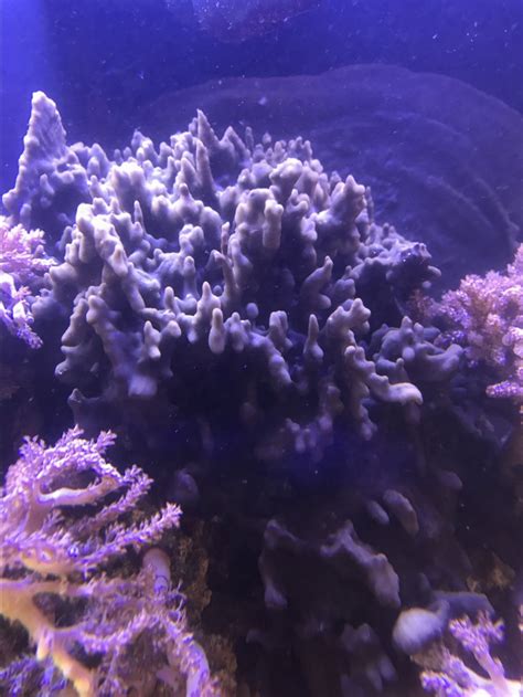 Methods 1 killing norovirus with good hygiene 2 killing norovirus in your home if you do, they are almost certain to get the infection too. How do you kill this sponge? | REEF2REEF Saltwater and ...
