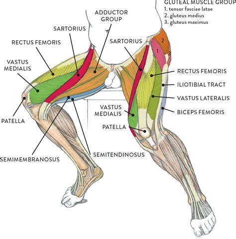 Leg Muscles Diagram Muscles Of The Leg And Thigh Aandp Pinterest The O There Is A