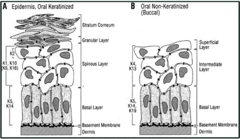 Keratinized Vs Non Keratinized Stratified Squamous Epithelium Images