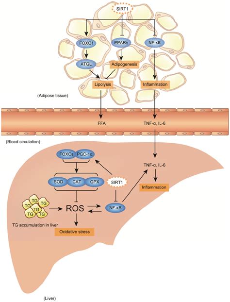 Accumulated Hepatic Oxidative Stress And Inflammation Promote Fatty