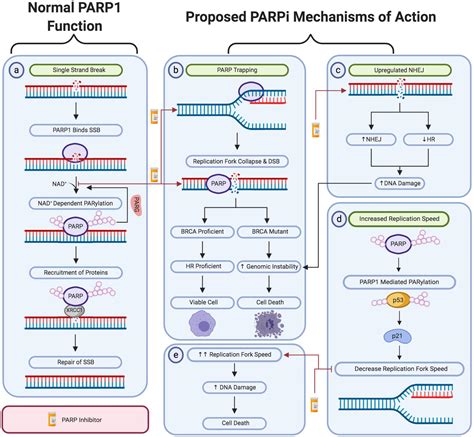 Erbe Pendel Herausziehen Mechanism Of Parp Inhibitors Kalzium