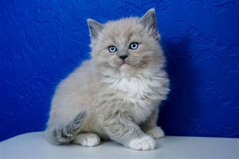 Three are black & white and two are all black. #ragdollkittens #ragdoll #kittens #kitten #sale #near #for ...