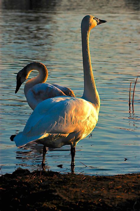 Adult mute swans have orange bills with a black knob at the base. Hundreds of Trumpeter Swans Enjoy Their Winter Home Near ...