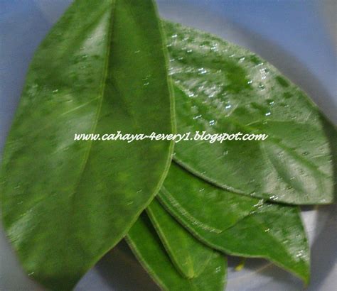 Minuman cincau juga berkhasiat untuk menyembuhkan penyakit panas dalam. RUMAHKUBAHAGIAKU: Cincau lah yauuu...