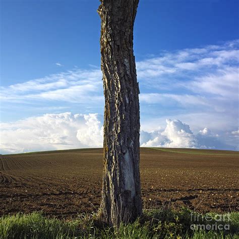 Tree Trunk Photograph By Bernard Jaubert Fine Art America