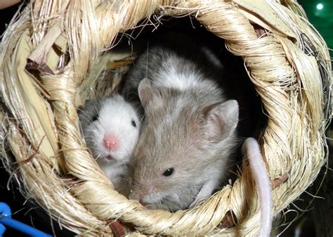 Two Mice Free Stock Photo Public Domain Pictures