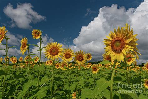 Peak Growing Season Sunflowers Photograph By Dale Powell Fine Art