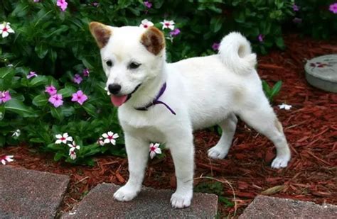 Shiba Inu Description Energy Level Health Image And Interesting Facts