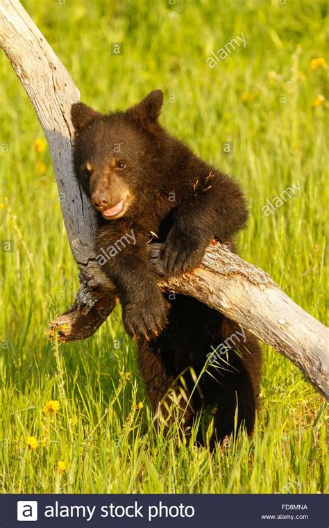 Baby American Black Bear Ursus Americanus Playing With A Log Stock