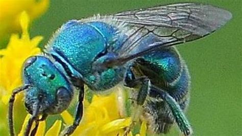 Researchers In Florida Shocked To Find Ultra Rare Blue Bee Thought To