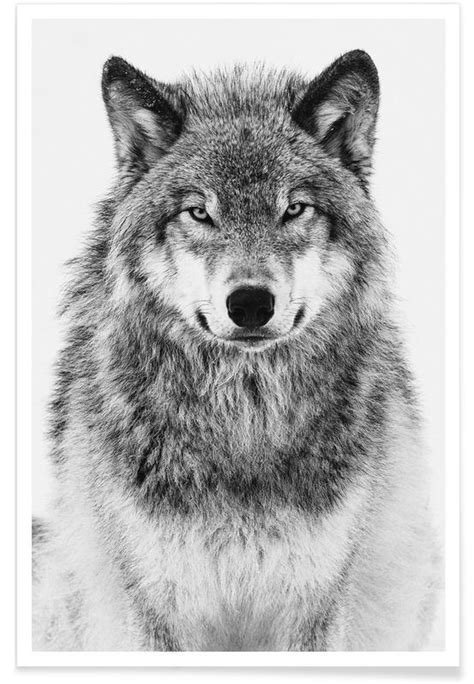 Winter Wolf Poster Juniqe