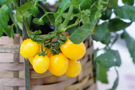 13 Types Of Yellow Tomatoes To Grow In The Garden