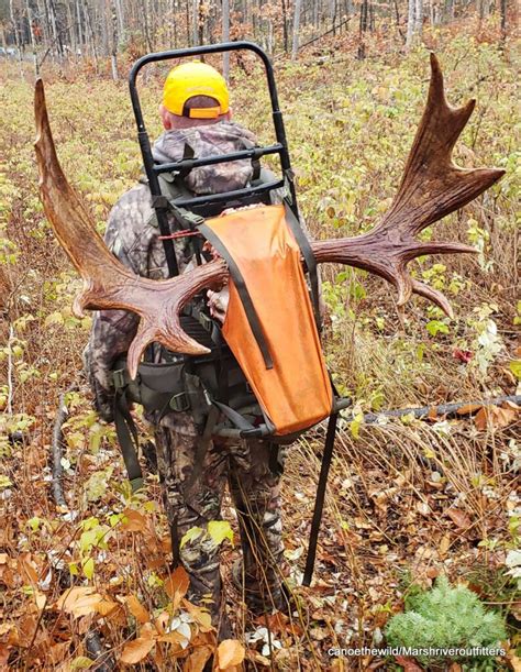 Maine Moose Hunting Outfitter And Guide In Wmd 123456and11