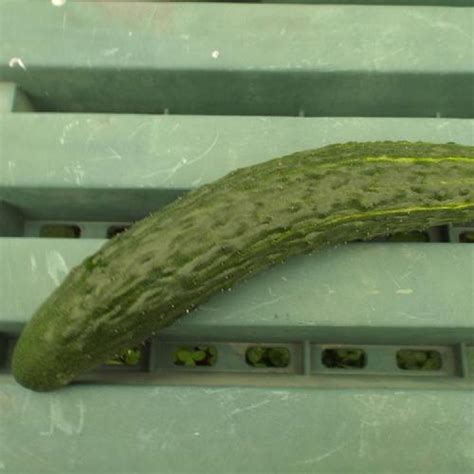 Cucumber Cucumis Sativus Green Dragon Burpless In The Cucumbers