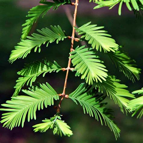 Metasequoia Glyptostroboides Dawn Redwood Smart Seeds Emporium