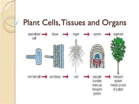 Our body starts its existence at fertilization from a single cell, the diploid zygote. 05 plant cells, tissues and organs