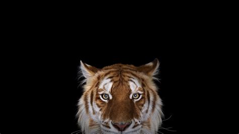 1096265 Simple Background Tiger Wildlife Big Cats Whiskers Bengal