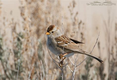 Juvenile White Crowned Sparrow Mia Mcphersons On The Wing Photography