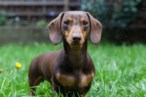 What Age Are Miniature Dachshunds Full Grown