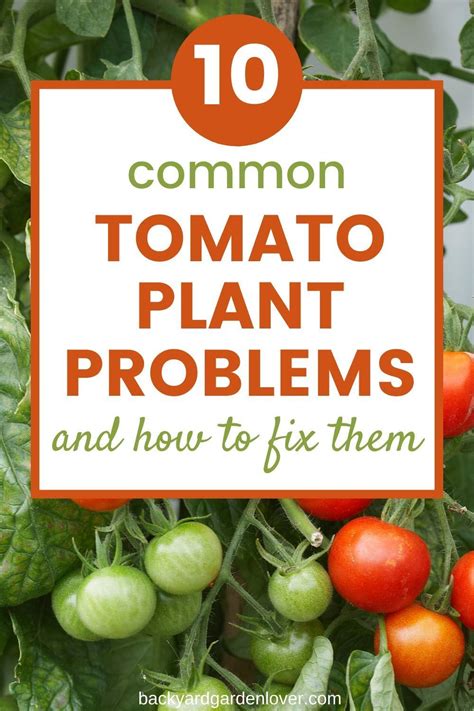 Common Tomato Plant Problems And How To Fix Them In 2022 Tomatoes