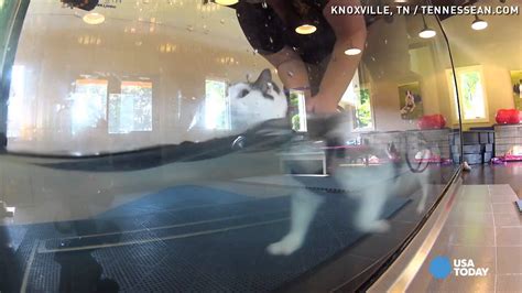 31 Pound Fat Cat Does Underwater Treadmill Workout