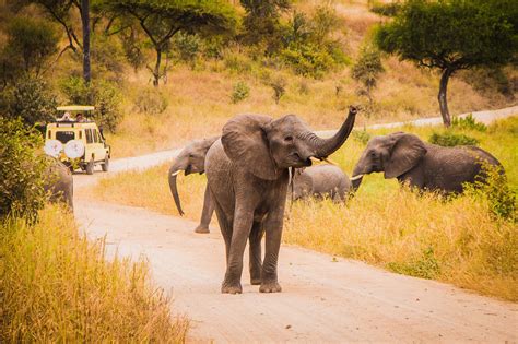 Five Best Serengeti Safari Tours Discover Africa Safaris