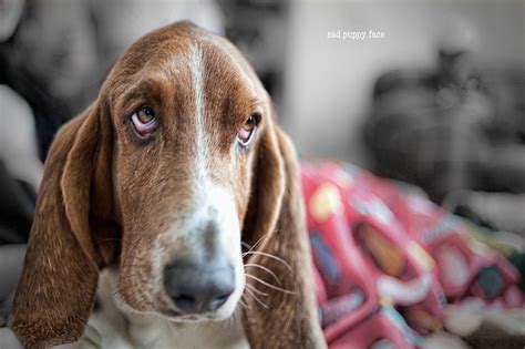 Sad Puppy Face Flickr Photo Sharing