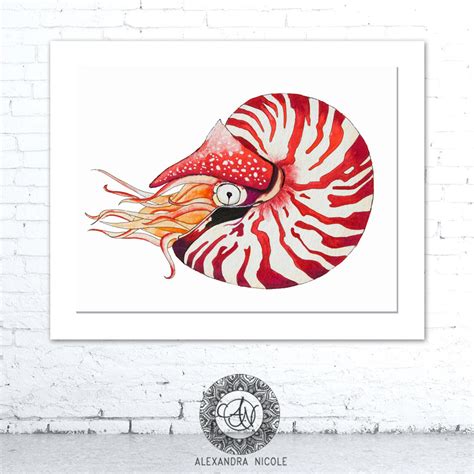 Nautilus Shell Print Coastal Wall Art Sea Shell Art Beach Etsy