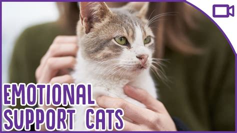 Legal protections for emotional support cats. Cats as Emotional Support Animals! - YouTube