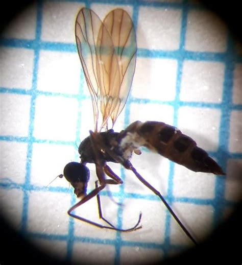Diptera 8 Bugguidenet
