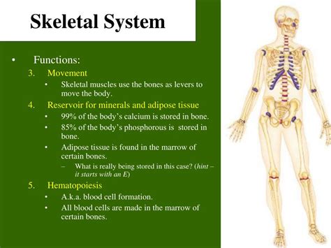 Ppt Skeletal System Powerpoint Presentation Free Download Id694816