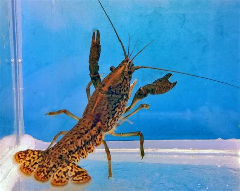 Procambarus Virginalis Marbled Crayfish Doc Ing Jiří Patoka