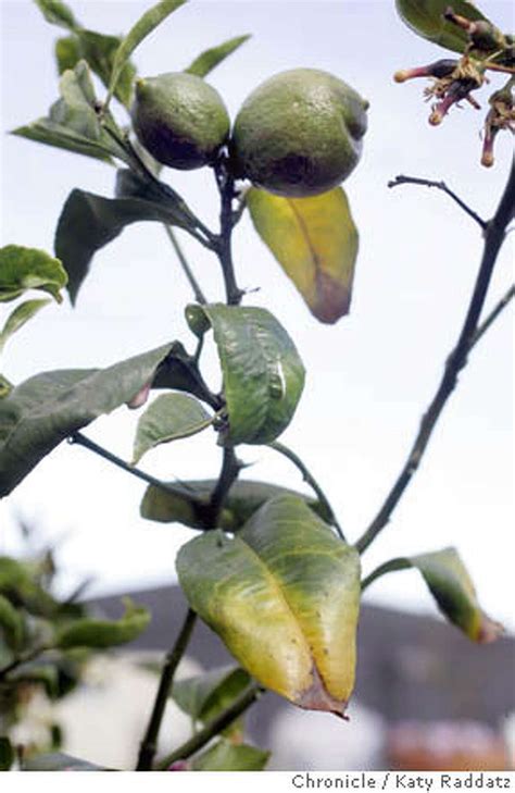 Lemon Trees Yellow Leaves Have Owner Worried