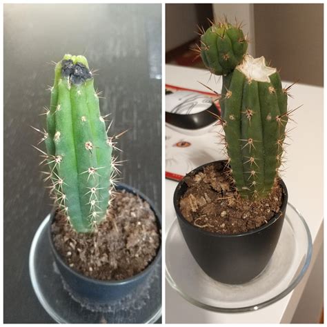 Update Cut That Black Part And Now My Cactus Has New Growth Thanks
