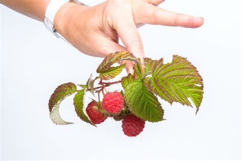 무료 이미지 분기 산딸기 과일 말린 씨앗 잎 식품 빨간 생기게 하다 꽃 피는 식물 육상 식물