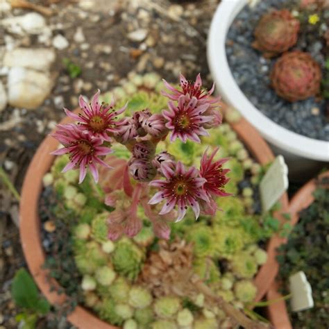 Learn how to properly care for gymnocalycium mihanovichii moon cactus! Sempervivum Pekinese, Sempervivum 'Pekinese' in GardenTags ...