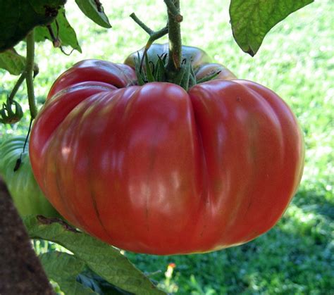Red Brandywine Tomato Seeds Heirloom Tims Tomatoes