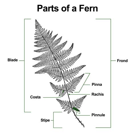 Parts Of A Fern Plant