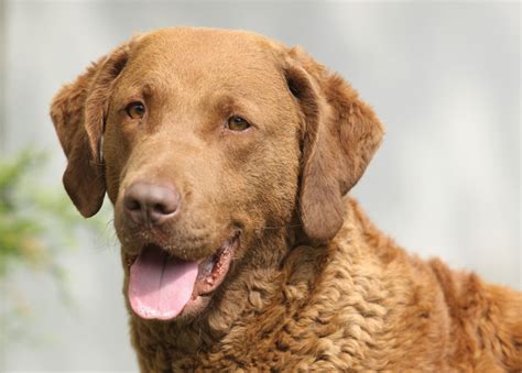Chesapeake Bay Retriever Dog Breed History And Some Interesting Facts