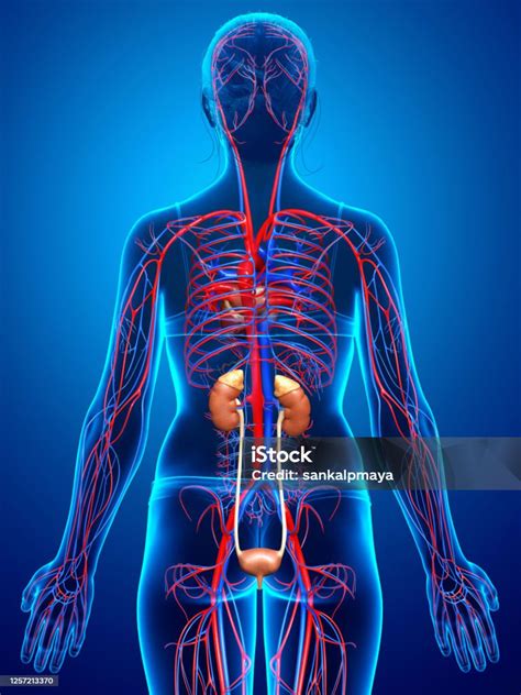 Foto De 3d Renderizada Ilustração Medicamente Precisa Dos Rins Femininos E Sistema Circulatório