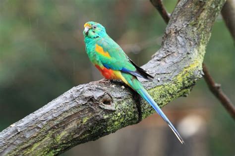 Australias Top 10 Most Beautifully Coloured Birds Australian