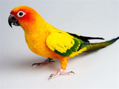 Conure Birds Mating Behavior How Do Conures Mate Vivo Pets